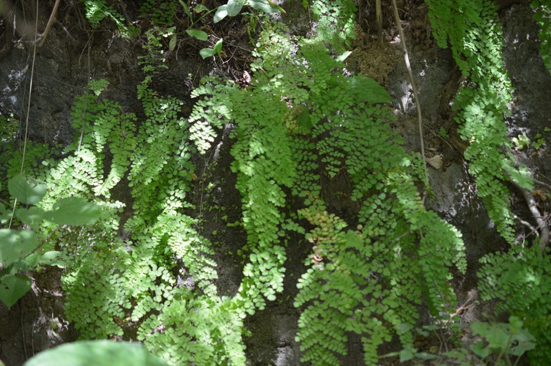 Adiantum subvolubile photo 7