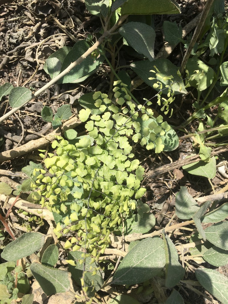 Adiantum subvolubile photo 8