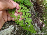 Adiantum sulphureum