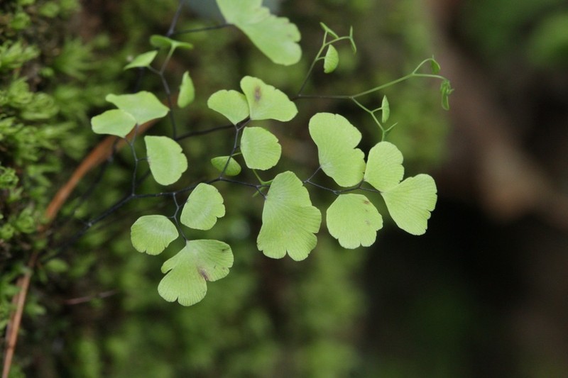 Adiantum sulphureum photo 3