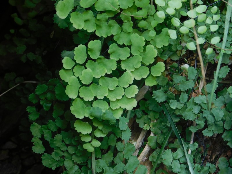 Adiantum sulphureum photo 4