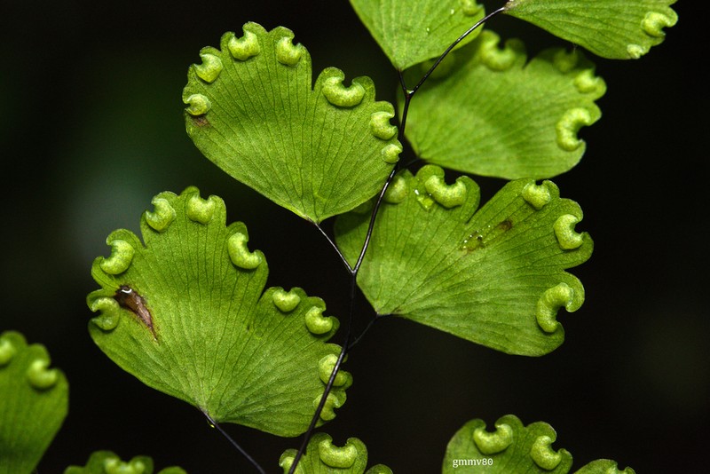 Adiantum sulphureum photo 7