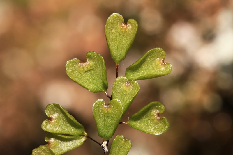 Adiantum taiwanianum