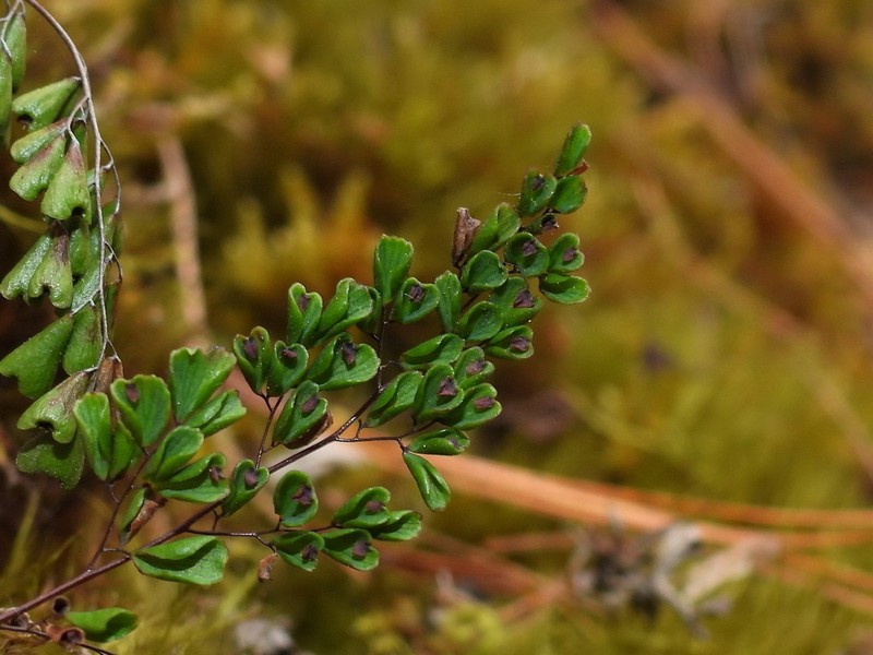 Adiantum taiwanianum photo 2