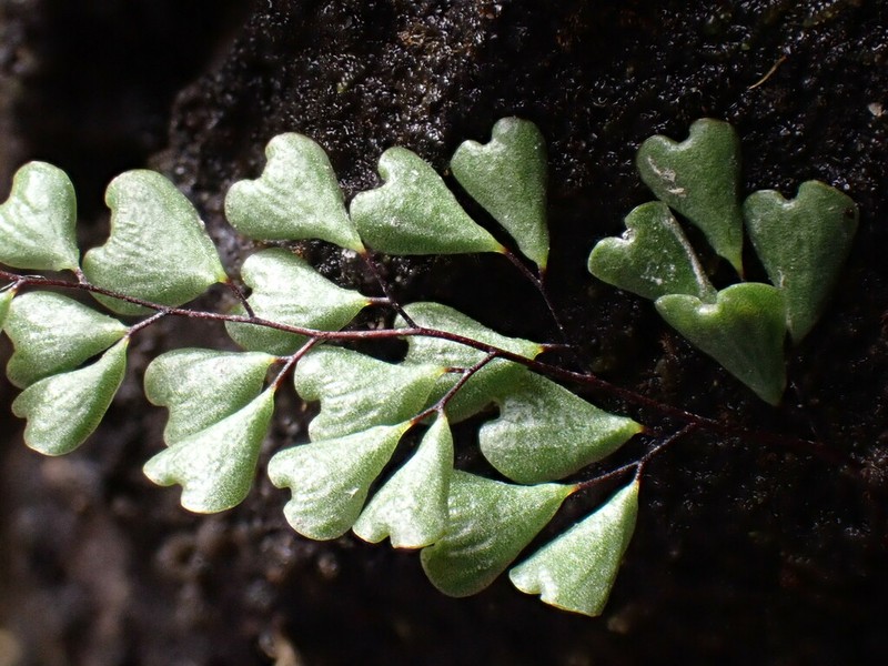 Adiantum taiwanianum photo 3