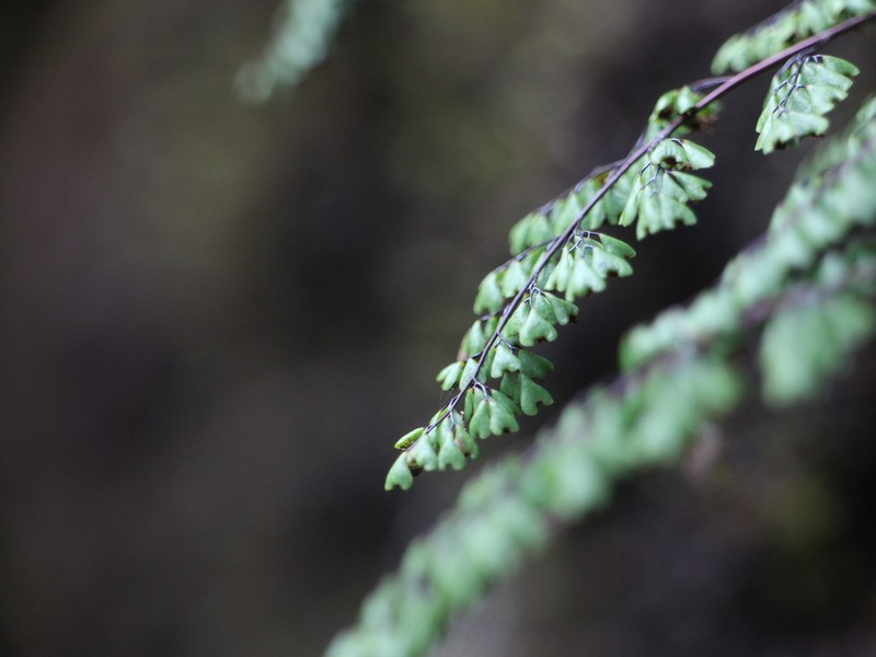 Adiantum taiwanianum photo 4
