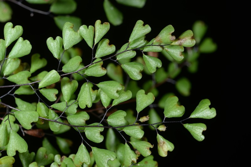 Adiantum taiwanianum photo 6