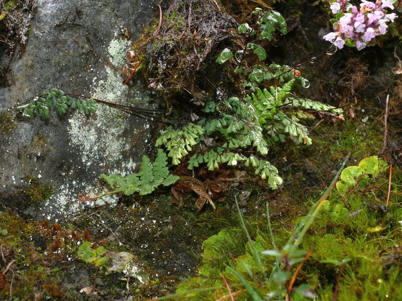 Adiantum taiwanianum photo 7