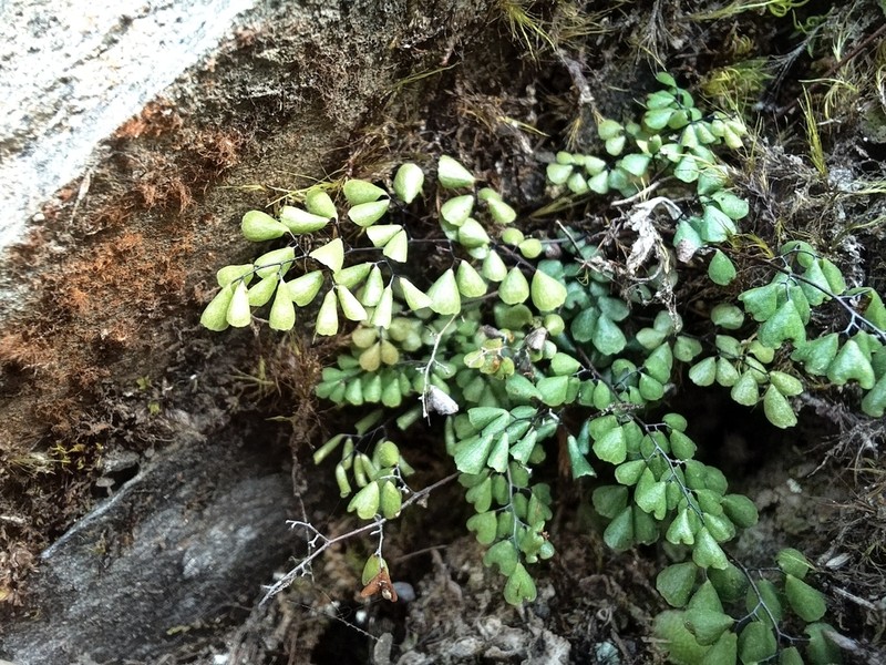 Adiantum taiwanianum photo 8