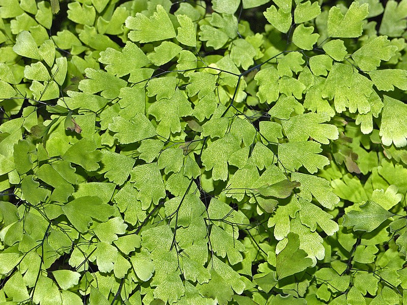 Fan Maidenhair