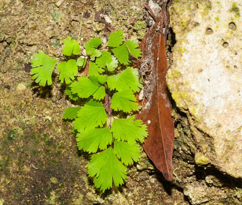 Fan Maidenhair photo 2