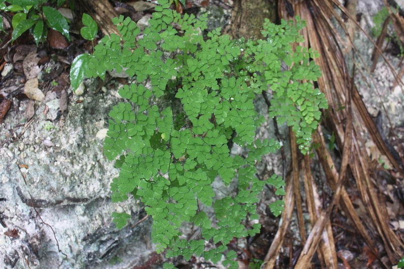 Fan Maidenhair photo 3