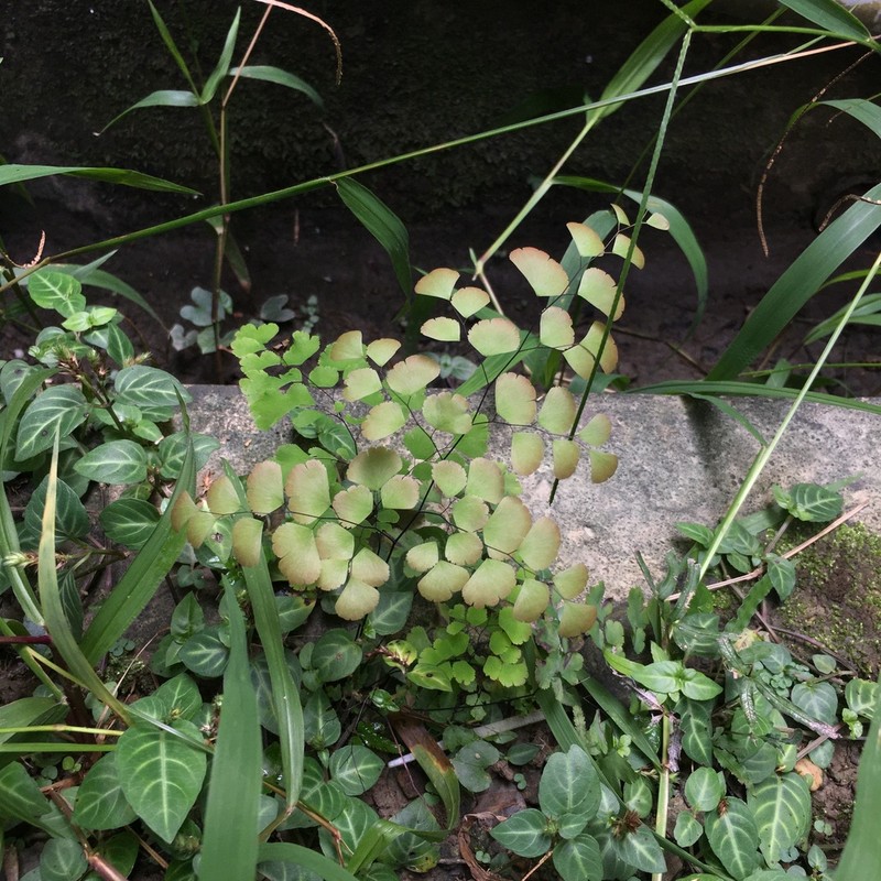 Fan Maidenhair photo 4