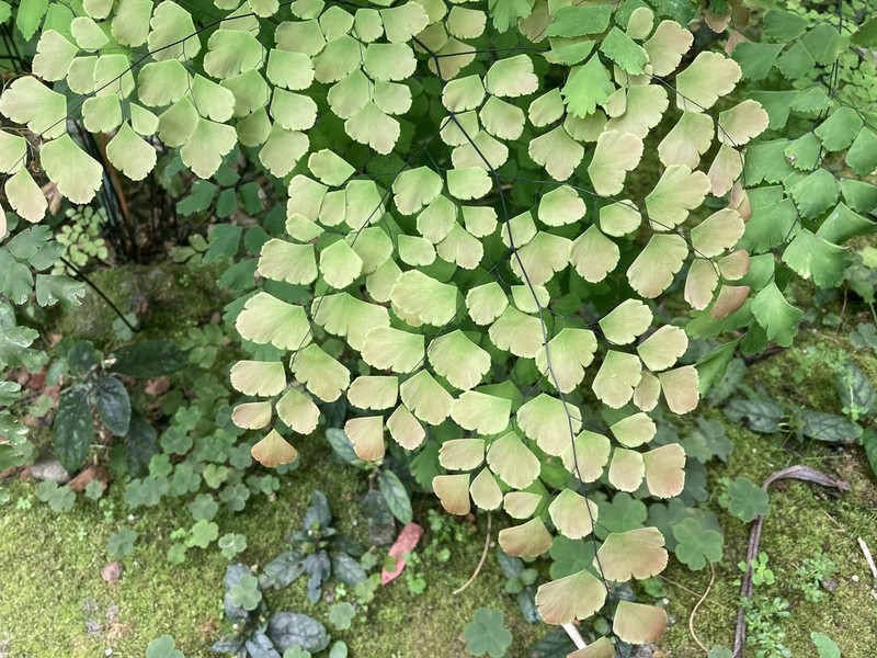 Fan Maidenhair photo 5