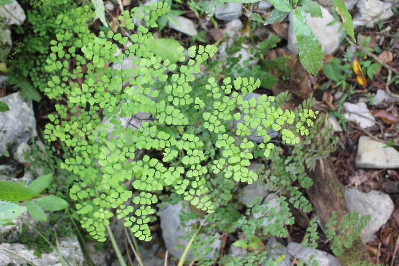 Fan Maidenhair photo 6