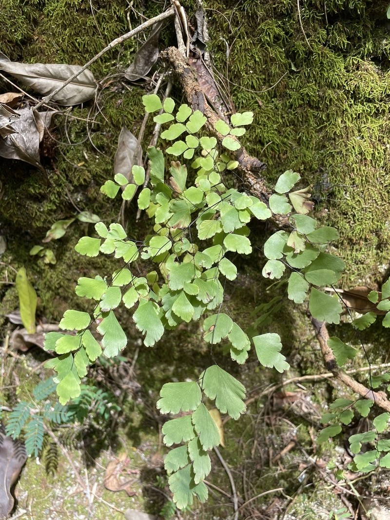 Fan Maidenhair photo 7