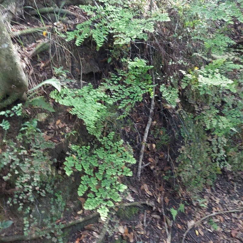Fan Maidenhair photo 8