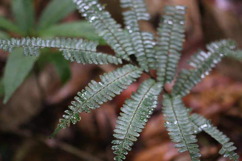 Adiantum terminatum