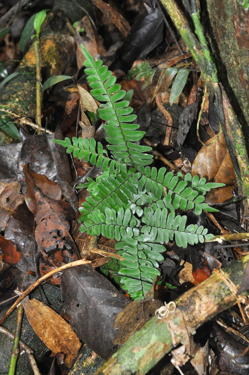 Adiantum terminatum photo 2
