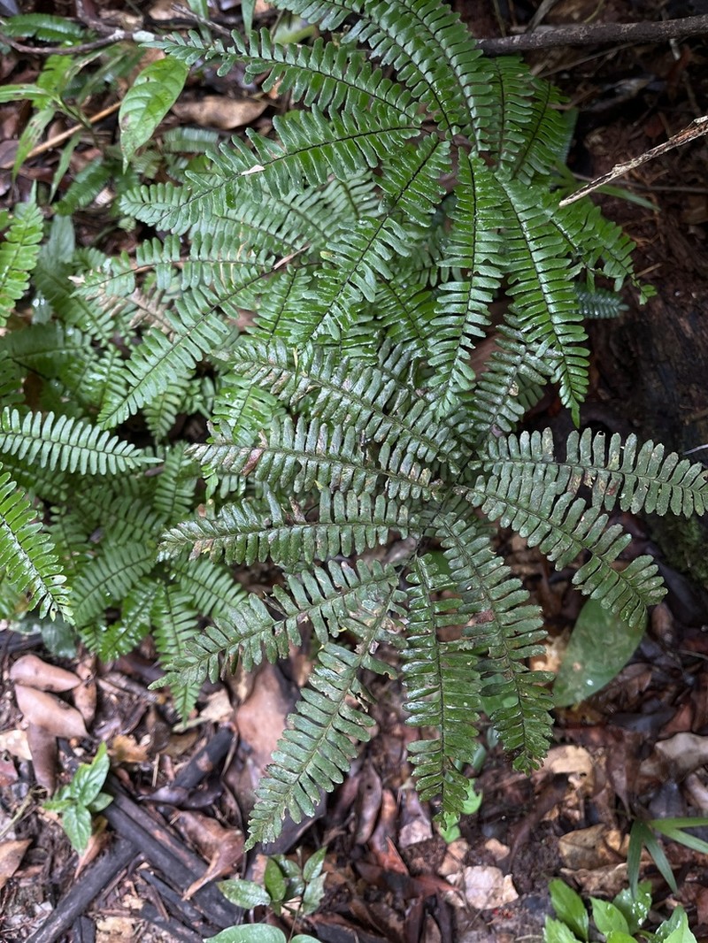 Adiantum terminatum photo 3