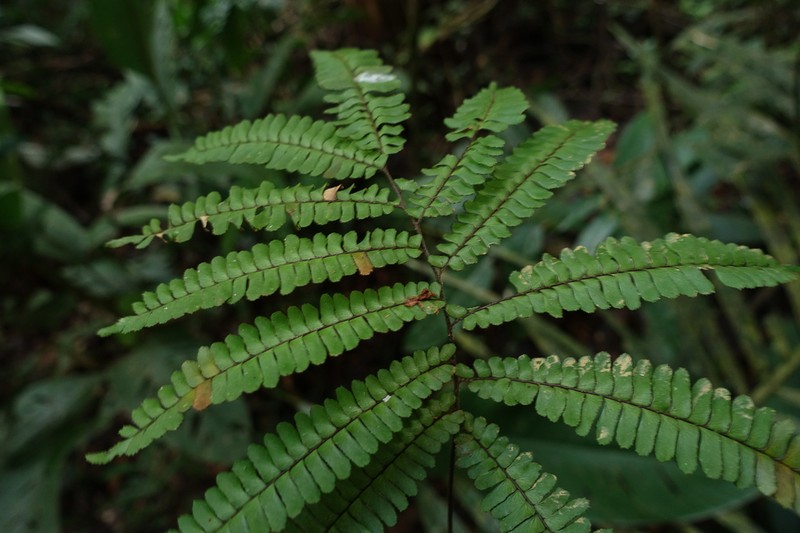 Adiantum terminatum photo 4
