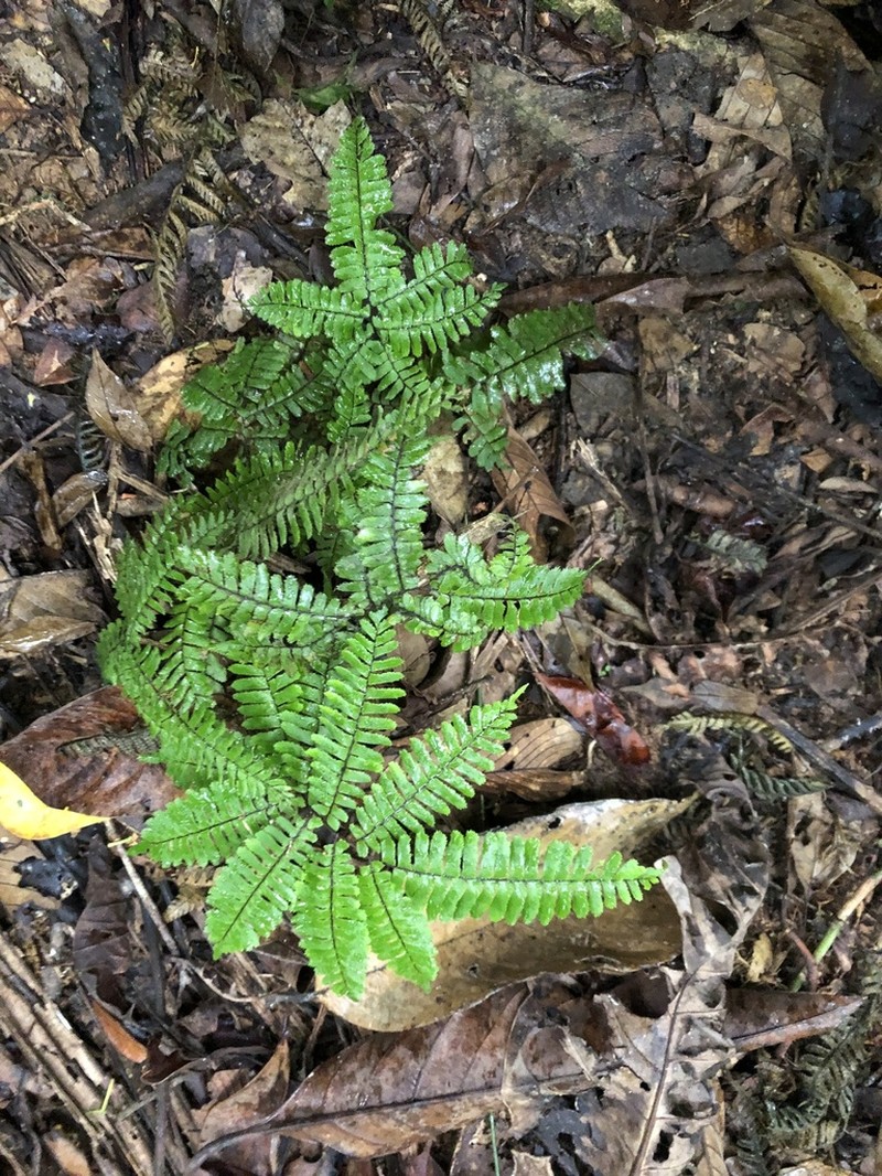 Adiantum terminatum photo 5