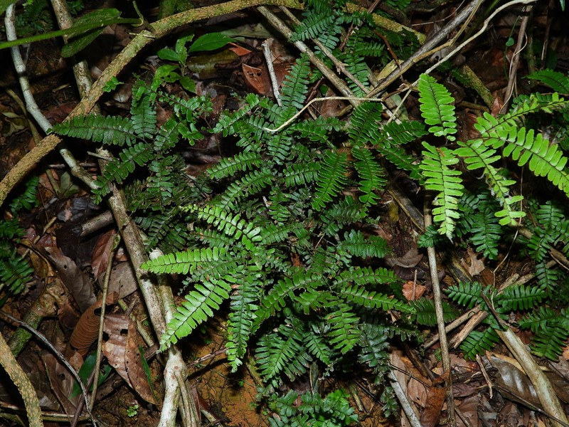Adiantum terminatum photo 6