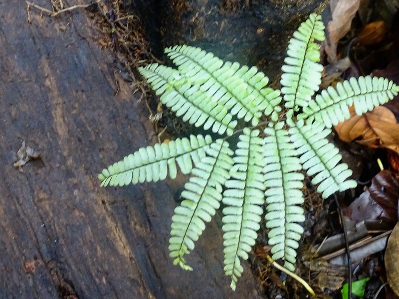 Adiantum terminatum photo 7