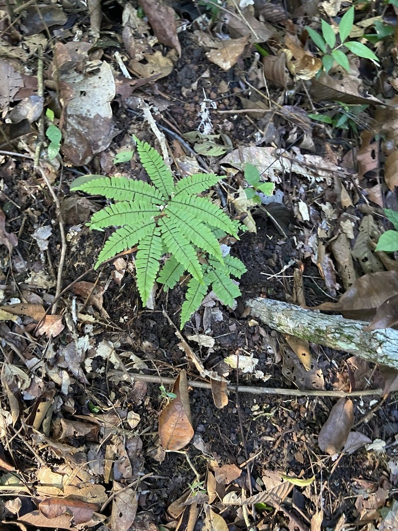 Adiantum terminatum photo 8