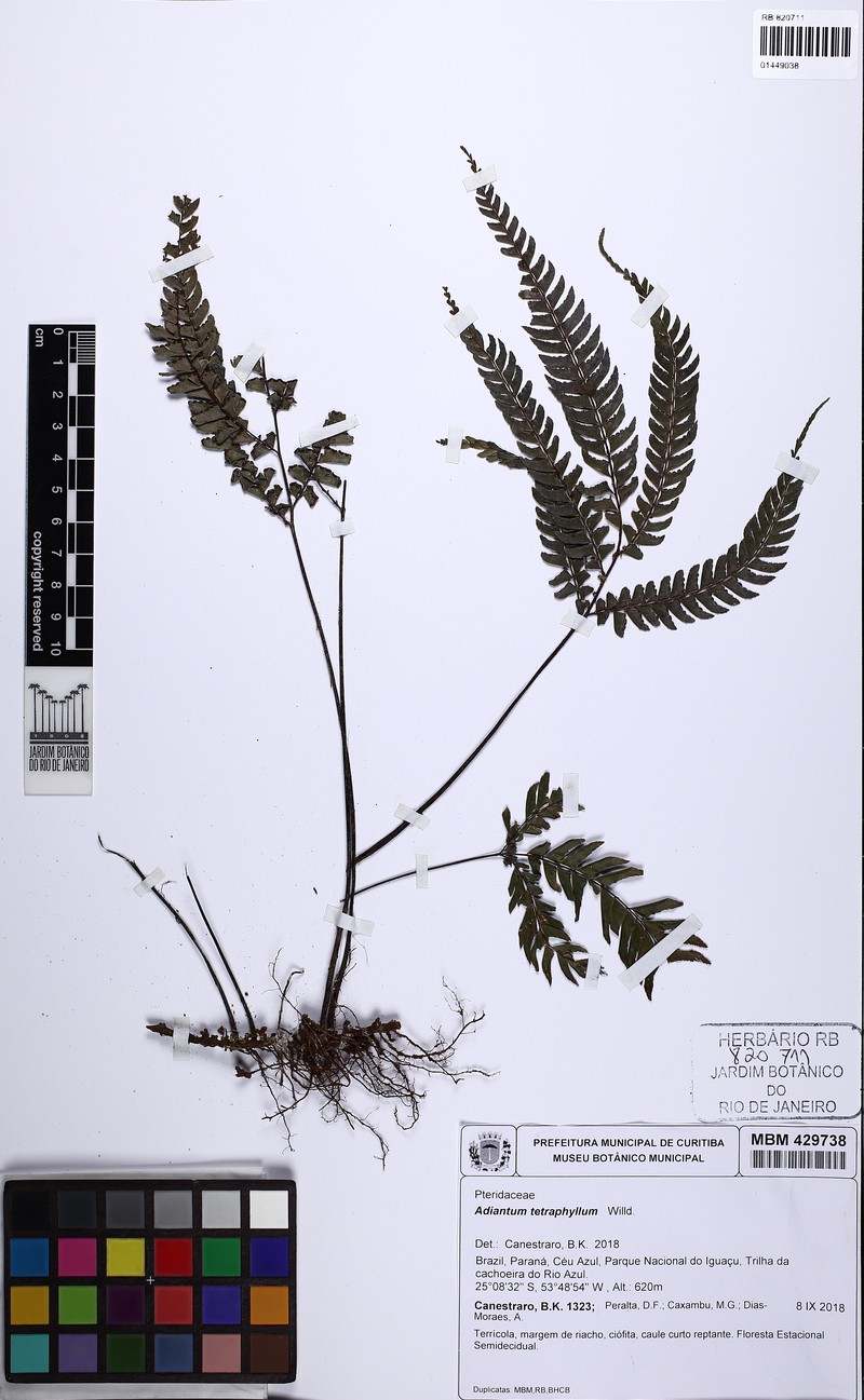 Adiantum tetragonum
