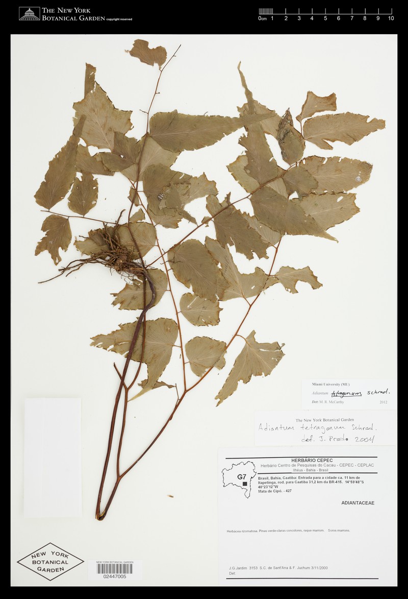 Adiantum tetragonum photo 2
