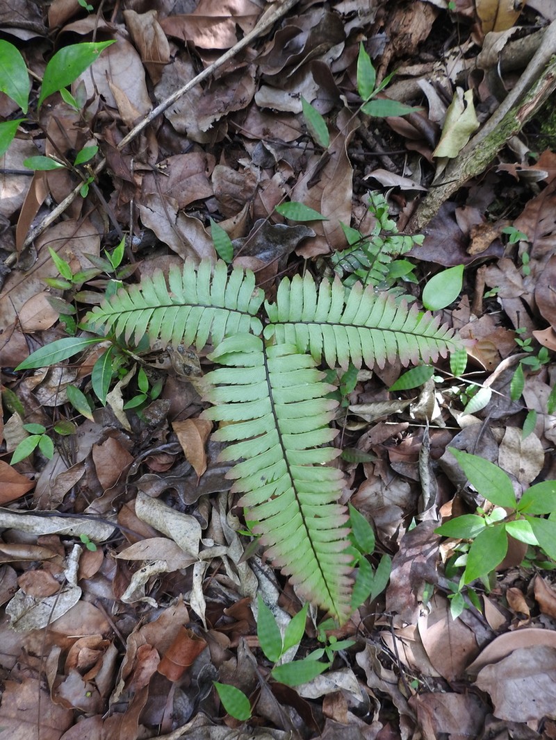 Fourleaf Maidenhair photo 2