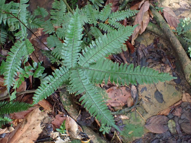 Fourleaf Maidenhair photo 3