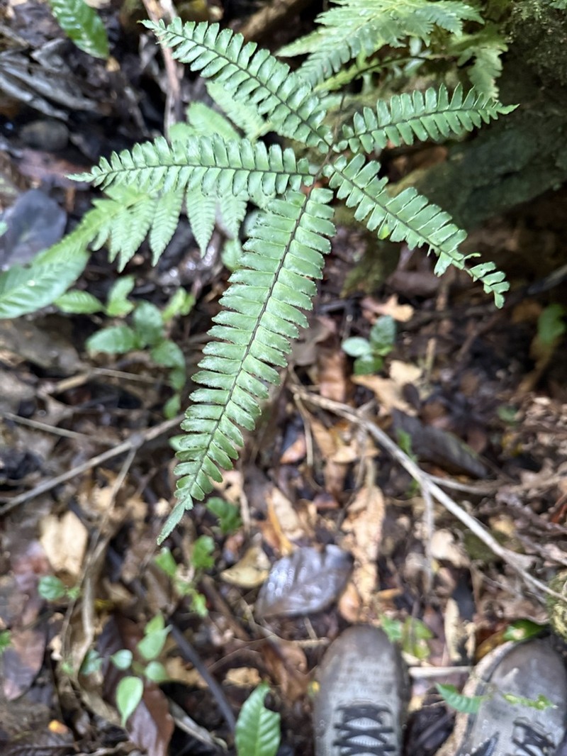 Fourleaf Maidenhair photo 4