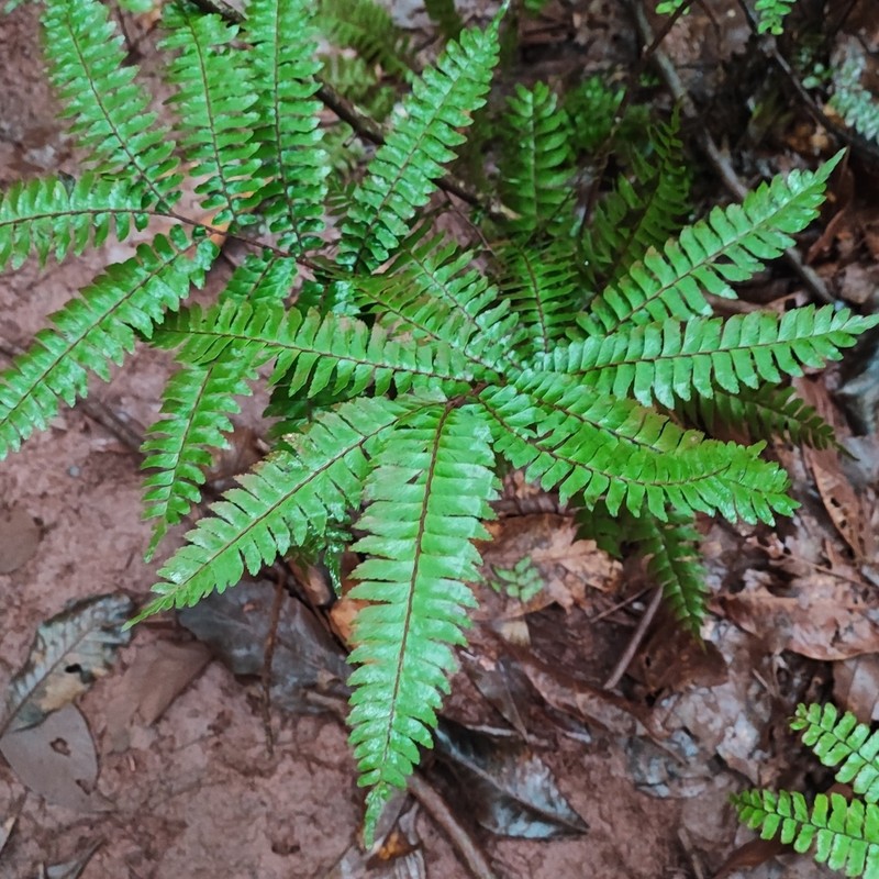 Fourleaf Maidenhair photo 6