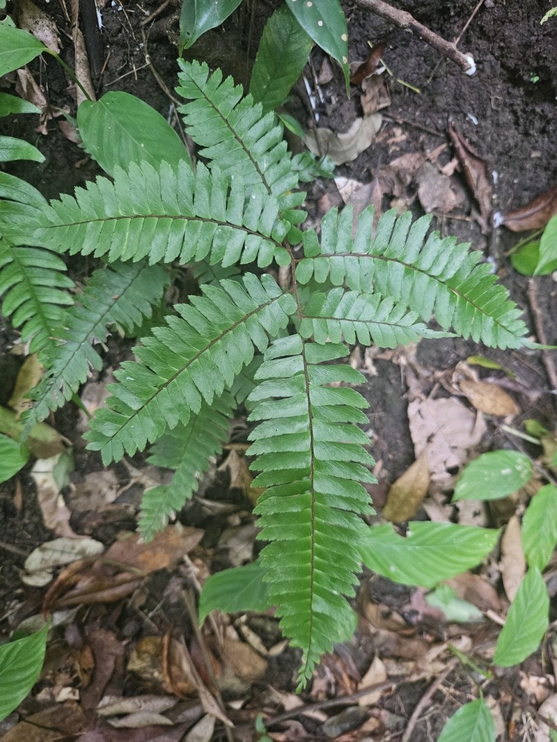 Fourleaf Maidenhair photo 7