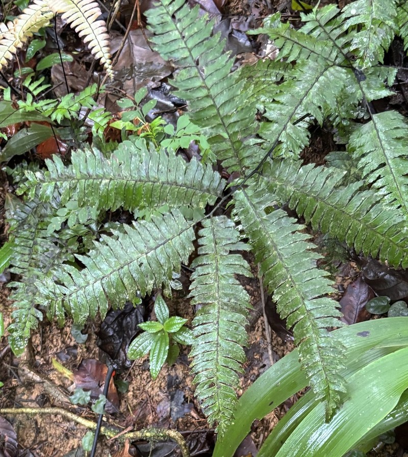 Fourleaf Maidenhair photo 8
