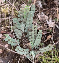 Adiantum thongthamii