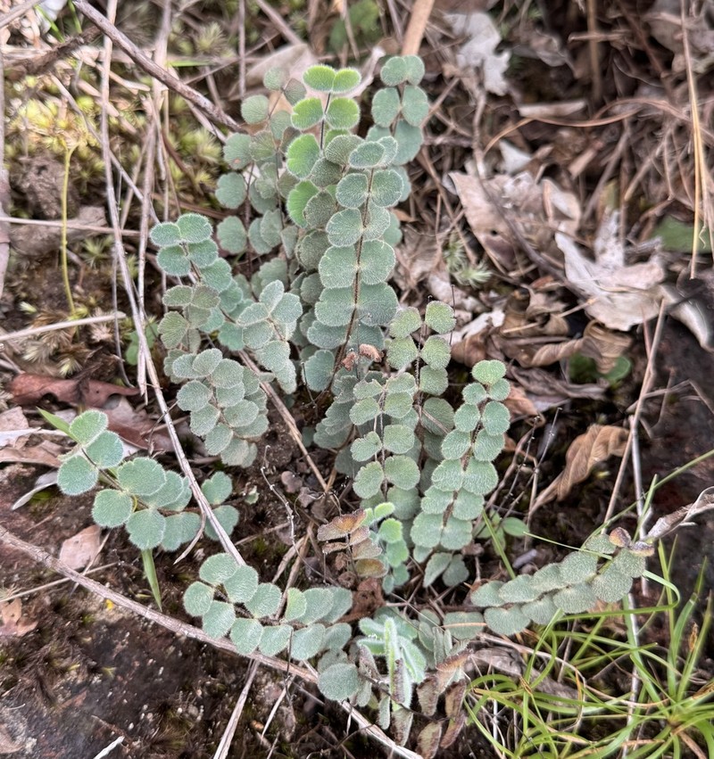 Adiantum thongthamii