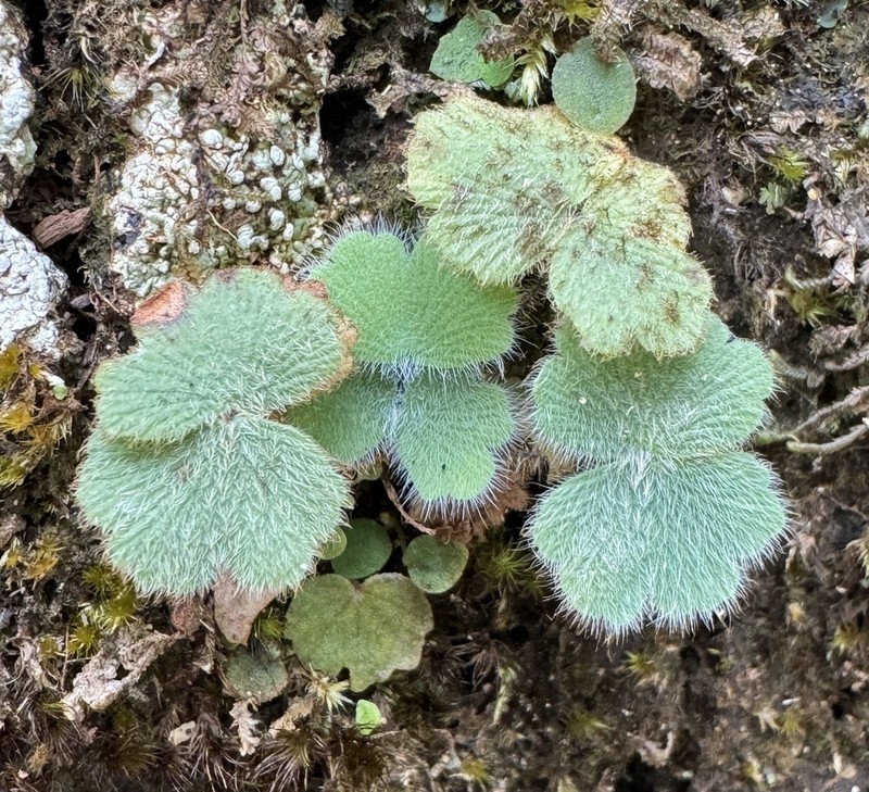 Adiantum thongthamii photo 2
