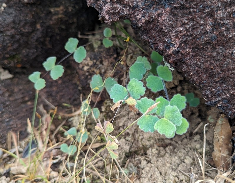 Adiantum thongthamii photo 3