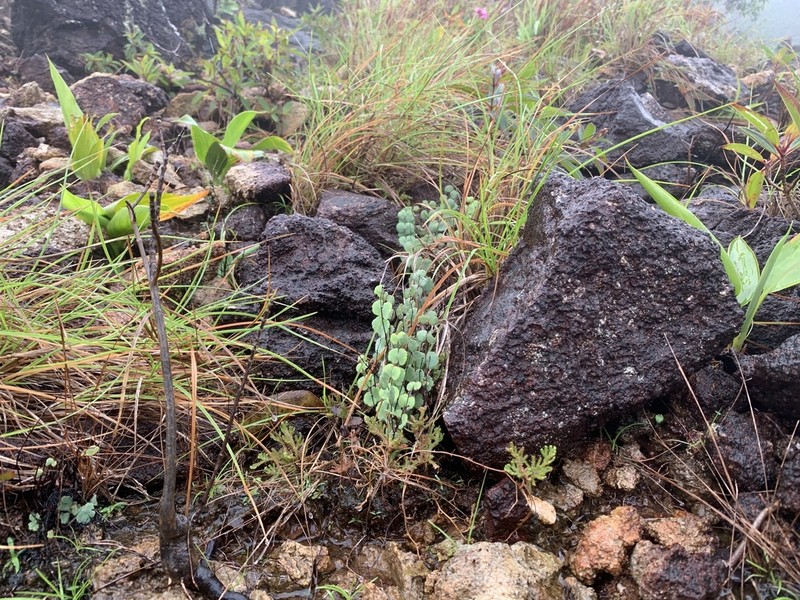 Adiantum thongthamii photo 4