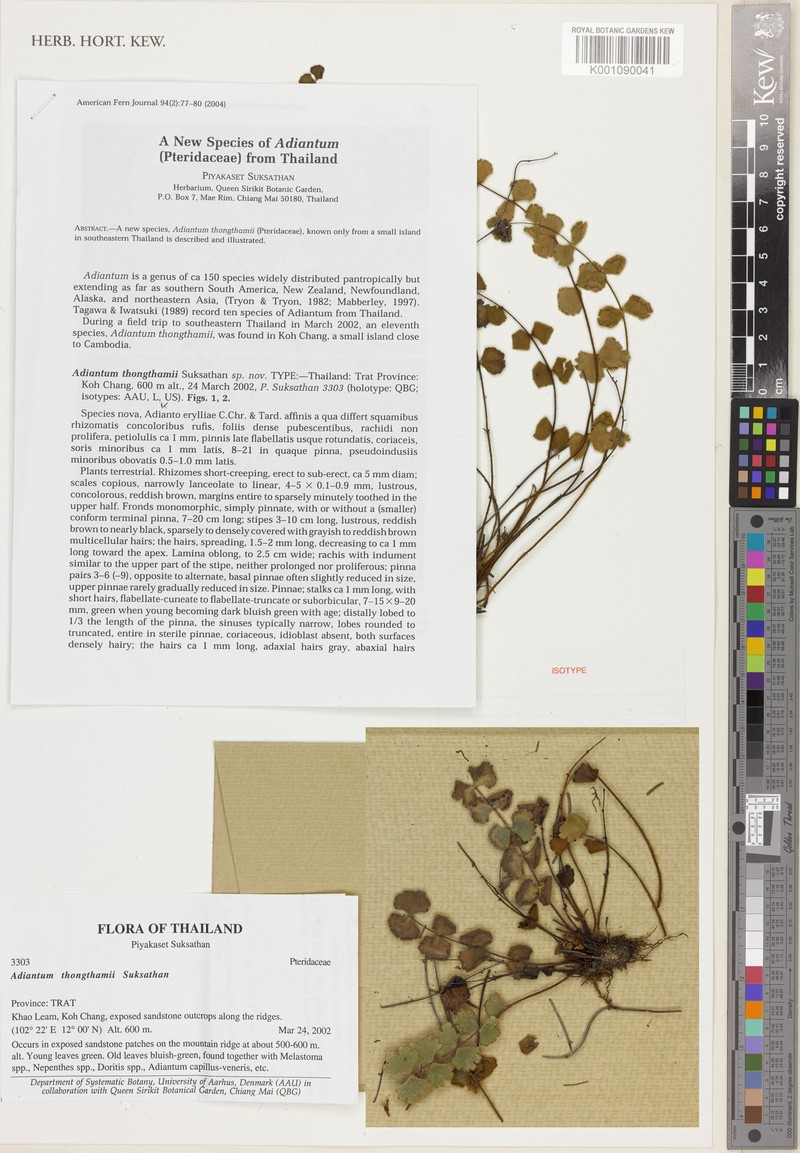 Adiantum thongthamii photo 6