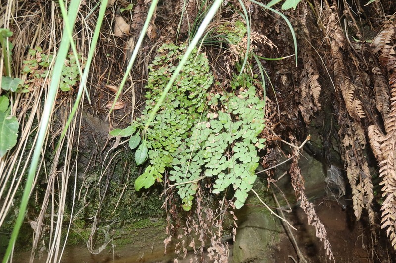 Adiantum tibeticum photo 2