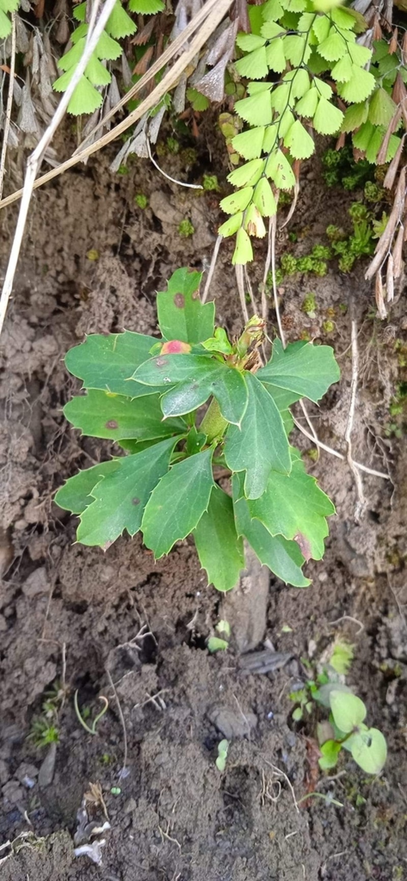 Adiantum tibeticum photo 3