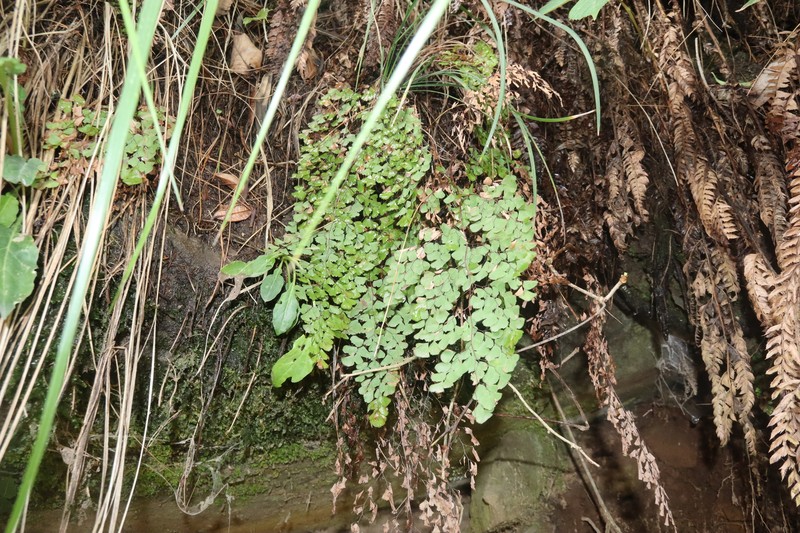 Adiantum tibeticum photo 4