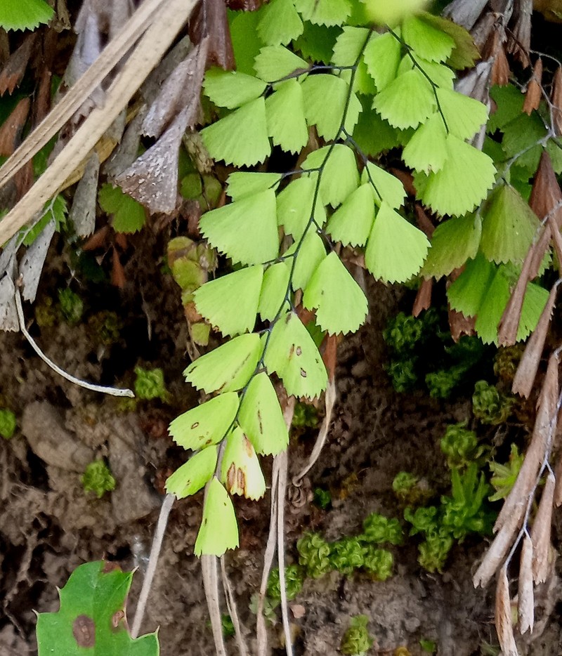 Adiantum tibeticum photo 5