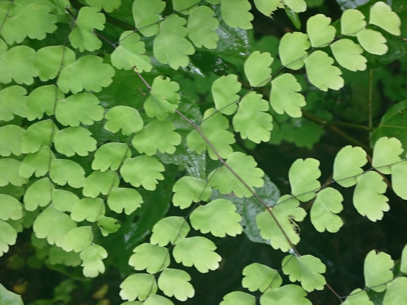 Adiantum tinctum