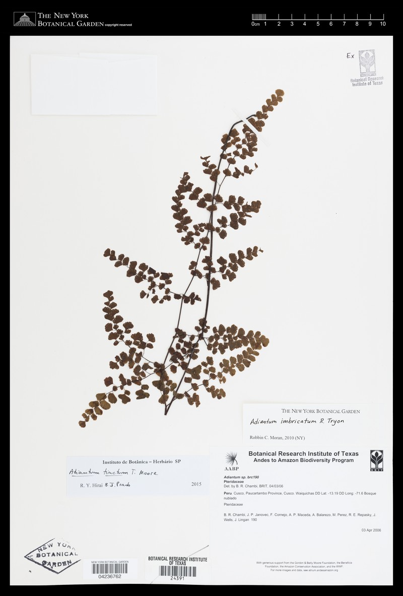 Adiantum tinctum photo 2