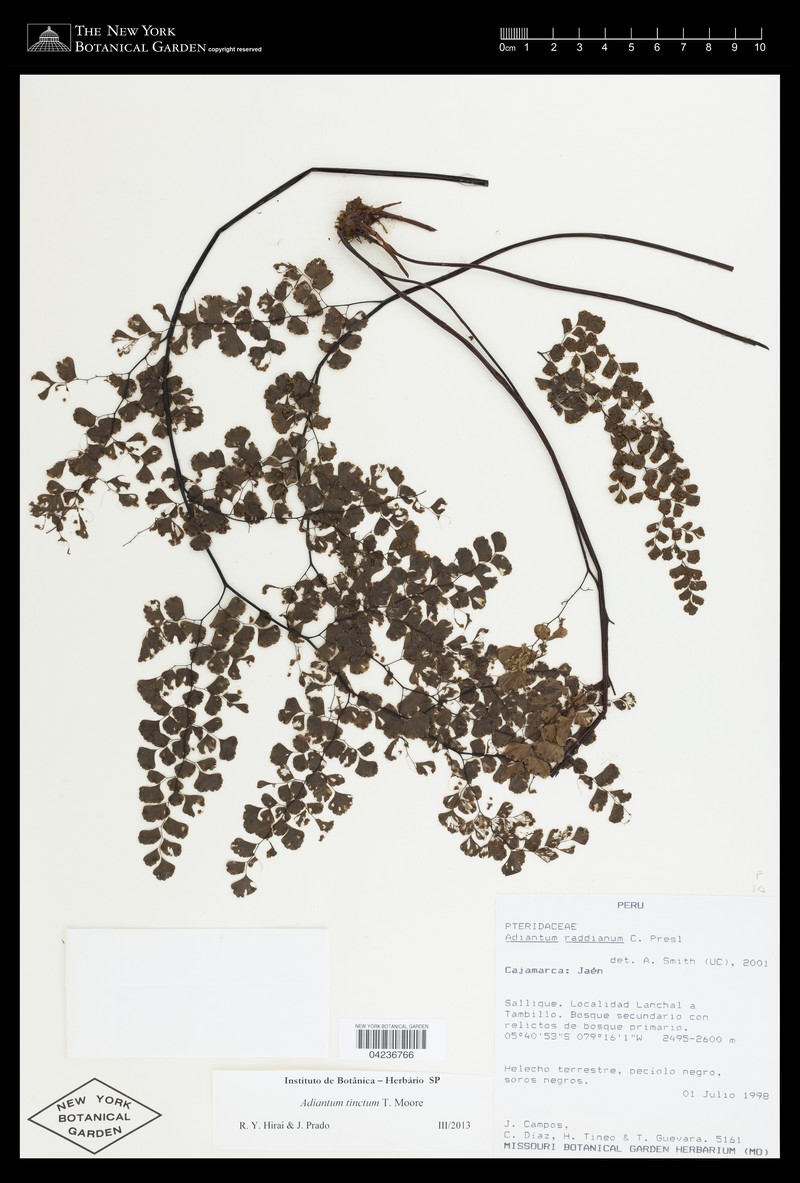 Adiantum tinctum photo 3